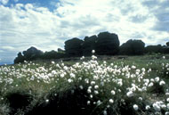 Bog Cotton