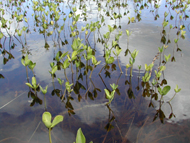 Bog bean growing in a pool