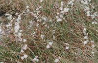 Bog Cotton