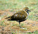 Golden Plover