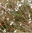 Bog Cotton