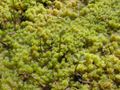 Sphagnum moss